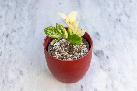 Téléchargez les photos : Vareigated zamioculcas zamiifolia plante en pot en céramique rouge - en image libre de droit
