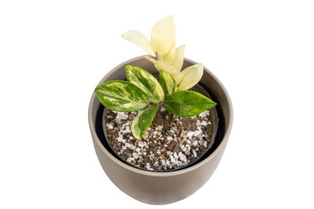 Téléchargez les photos : Plante panachée ZZ sur fond blanc isolé - en image libre de droit