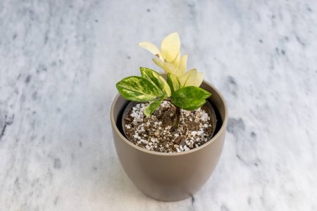 Téléchargez les photos : Plante Zamioculcas zamiifolia ZZ panachée dans un pot en céramique - en image libre de droit