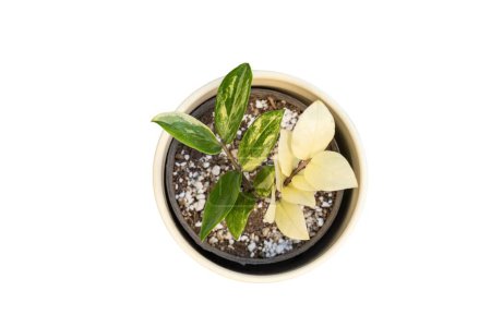 Téléchargez les photos : Zamioculcas Zamiifolia plante panachée vue grand angle sur fond blanc isolé - en image libre de droit