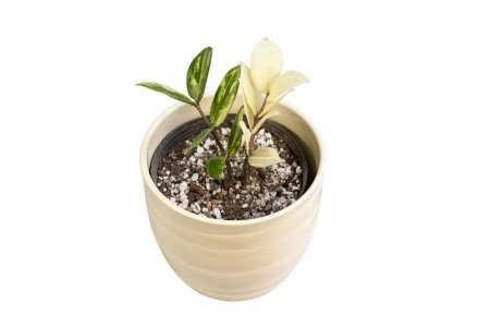 Téléchargez les photos : Panaché zamioculcas zamiifolia plante dans un pot en céramique sur fond blanc isolé - en image libre de droit