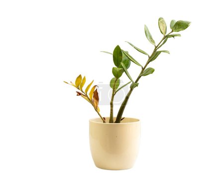 Téléchargez les photos : Zamioculcas zamifolia plante avec des feuilles sèches isolées sur fond blanc - en image libre de droit