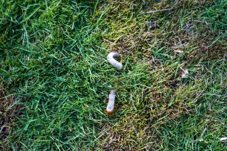 Photo for Earth worm crawling in the lawn - Royalty Free Image