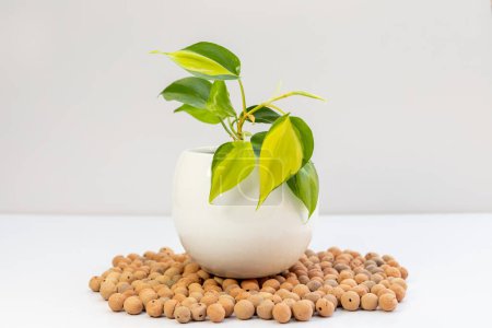 Téléchargez les photos : Philodendron plante ornementale en pot décoratif blanc sur fond blanc - en image libre de droit