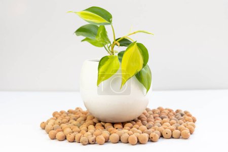 Téléchargez les photos : Plante philodendron panachée en pot céramique blanche sur fond blanc isolé - en image libre de droit