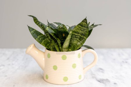 Photo for Ornamental indoor snake plant for office desk in a decorative ceramic kettle flowerpot. - Royalty Free Image