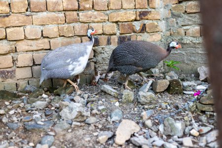 Photo for Guinea fowl hen with thier keets - Royalty Free Image