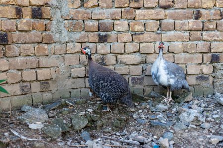 Photo for Female guinea fowl hen with their keats - Royalty Free Image
