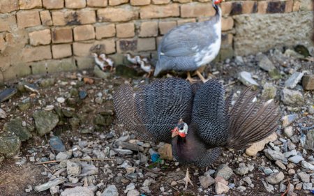 Photo for Angry guinea fowl hen spread wings to protect her chicks and attack the prey - Royalty Free Image