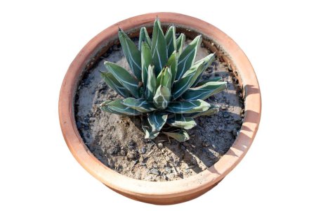 Photo for Agave nickelsiae in a clay pot on white background - Royalty Free Image