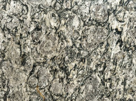 Photo for Granite slab with black pattern and vines - Royalty Free Image