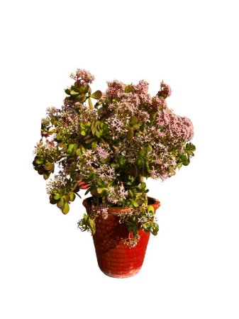 Crassula ovata jade plant with small pink-white flowers