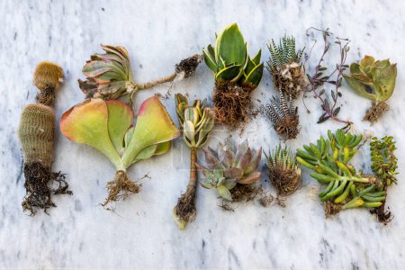 Photo for Closeup of a different varieties of succulents and cactus bare roots plants flat lay view - Royalty Free Image