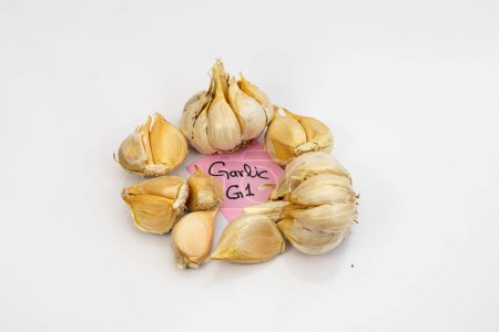 Photo for Garlic bulbs on white background - Royalty Free Image
