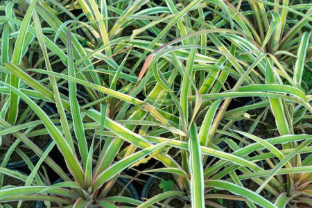 Téléchargez les photos : Ananas Comosus communément connu sous le nom d'ananas ornemental a des feuilles épineuses en forme d'épée plante gros plan - en image libre de droit