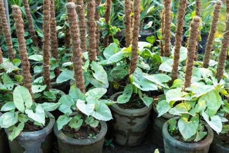 Syngonium-Pflanzen wachsen in Töpfen in Gärtnereien.