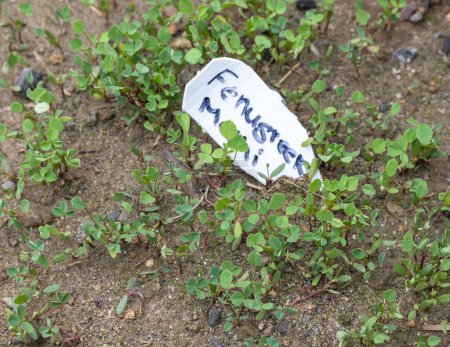 Fenugreek small plants growing in the soil