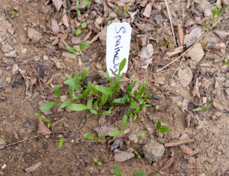 Spinach growing in the vegetable garden. Germination of spinach seeds.