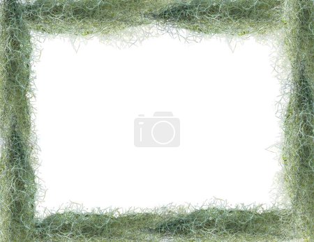 Foto de Borde de pantalón de musgo español o marco para fondo con espacio en blanco - Imagen libre de derechos