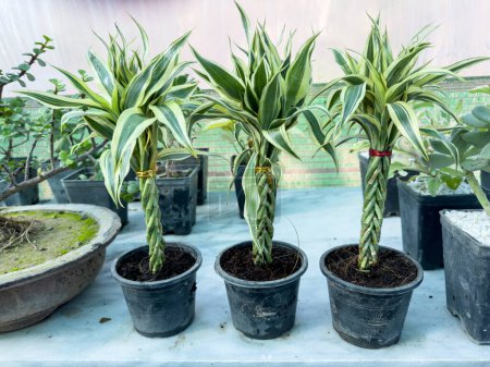 Glückliche Bambusspirale bunt gemischte Zierpflanzen