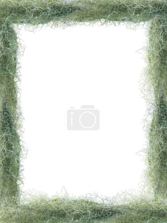 Fresh Green Spanish Moss Tillandsia crocata hanging plant on white isolated background. Nature theme background.