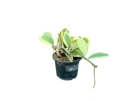 Hoya kerrii variegata planta ornamental forma de corazón hojas planta sobre fondo blanco aislado