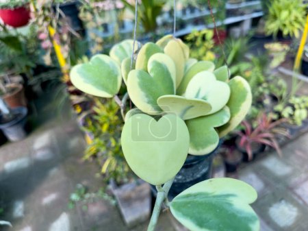 Bunte Hoya-Herzen formen Blätter oder Glücksherzen in einem hängenden Topf