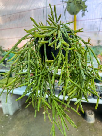 Rhipsalis mistletoe hanging cactus closeup