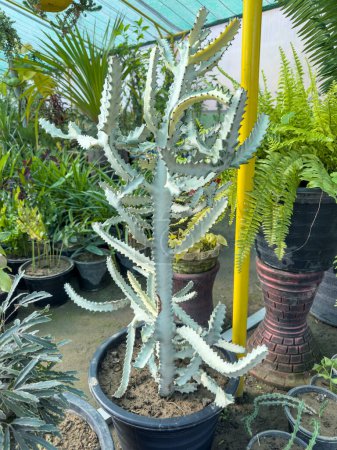 Fantasma blanco euforbia lactea cactus primer plano