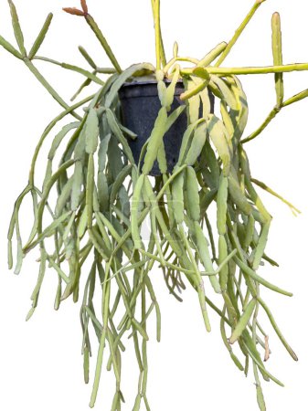 Rhipsalis epiphytic cactus in a hanging pot on white isolated background