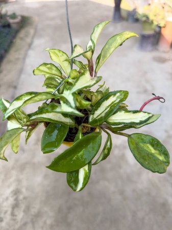 Hoya carnosa variegated plant in hanging basket in greenhouse