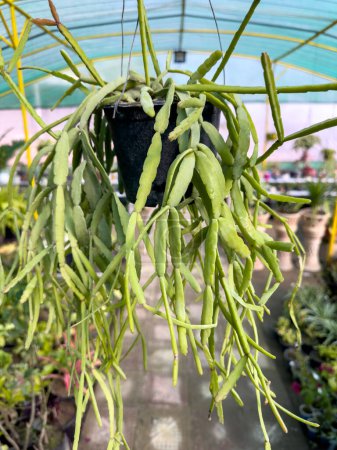 Rhipsalis epiphytic cactus in a hanging pot closeup