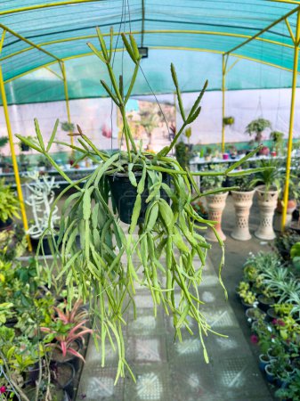 Rhipsalis micrantha hängende Kakteenpflanze, die in einem Hängetopf wächst