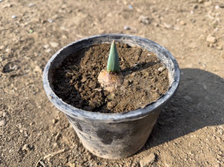 Tulip bulbs sprouted in a plastic nursery growing pot