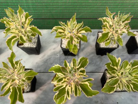 Photo for Kalanchoe laciniata beautiful leafy ornamental plants closeup - Royalty Free Image