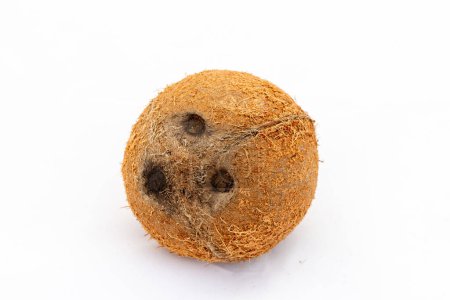 Fruto de coco entero con tres agujeros aislados sobre fondo blanco