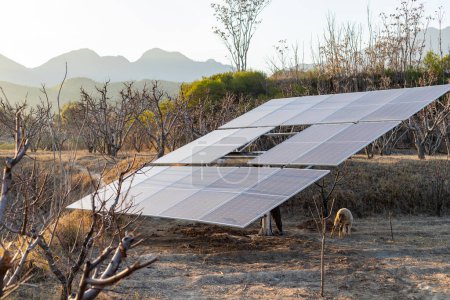 Sonnenkollektoren mit Photovoltaik auf einer grünen Wiese