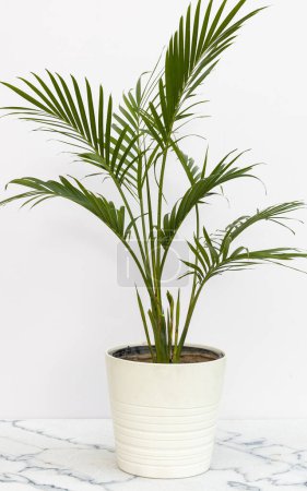 Chamaedorea cataractarum est un petit palmier maladroit attrayant dans un pot en céramique blanche