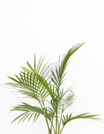 La palma de gato crece en interiores con esbeltos tallos de hojas de caña verde y hojas pinnadas. Concepto de decoración del hogar.