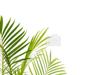 Schöne Indoor-Kaskade Palmenblätter Nahaufnahme isoliert auf weißem Hintergrund mit Platz für Text