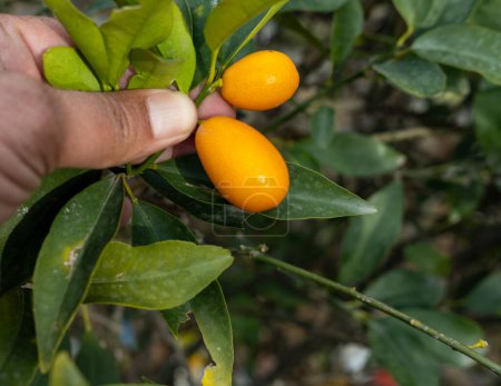 Kumquat ripe fruit in tree closeup