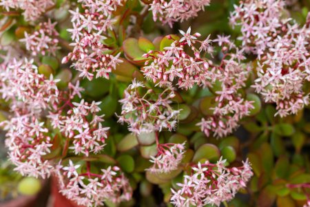 Jade plant with pink flowers closeup. Selective focus