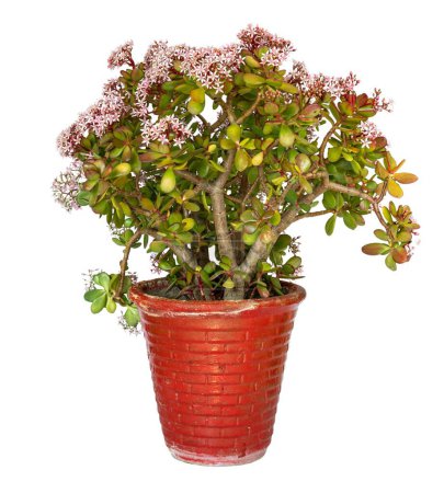 Crassula Ovata Jade blühende Pflanze in rotem Blumentopf isoliert auf weißem Hintergrund