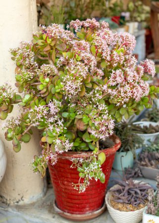 Crassula ovata floraison plante succulente dans le jardin en pot rouge