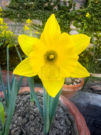 Jonquille hollandaise maître trompette jaune floraison au printemps