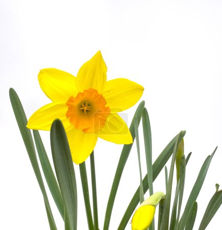 Beautiful Daffodils with orange center
