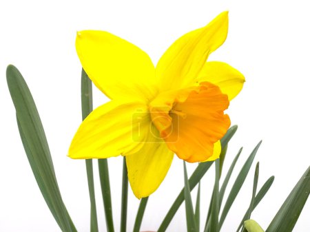 Photo for Daffodil yellow flower with orange center isolated on white background - Royalty Free Image