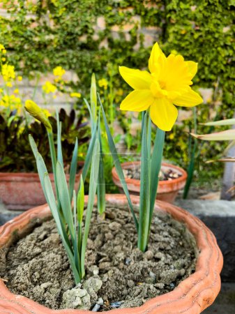 Dazzling yellow daffodils: blossoms in spring