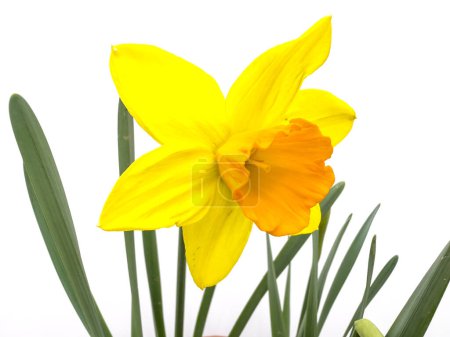 Daffodil yellow flower with orange center isolated on white background