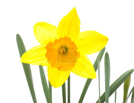 Photo for Bi-color daffodils bright yellow petals with orange center trumpet isolated on white background - Royalty Free Image